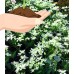 Sweet Autumn Clematis Vine  - Clematis paniculata - Fragrant - 2.5" Pot   